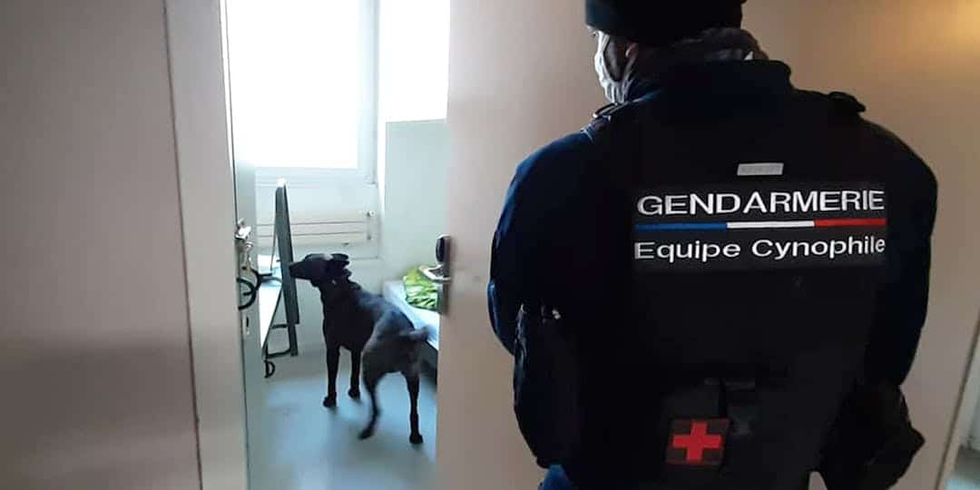 <i class='fa fa-lock' aria-hidden='true'></i> « Odor Hunter » : comment ce procédé novateur pourrait faire gagner un temps précieux aux recherches cynophiles