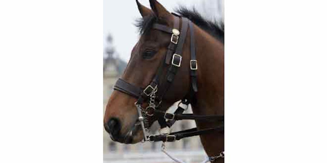 La nouvelle vie en Chine de “Vésuve de Brekka”, cheval de la Garde républicaine