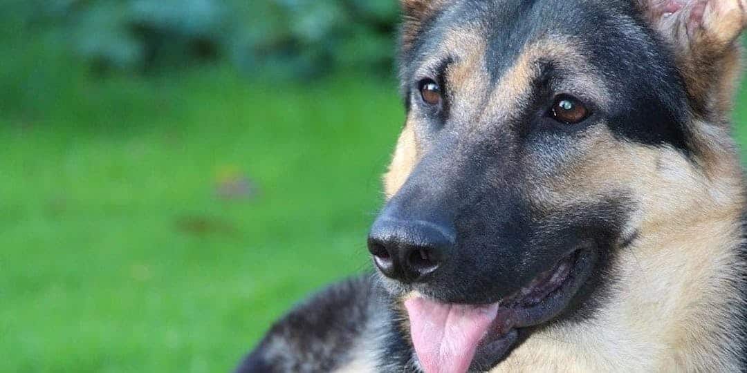 Aude : six ados retrouvées par Iris, la chienne de la gendarmerie
